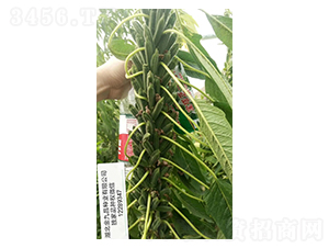 ����֥һ̖֥��N��Ʒ�Nչʾ