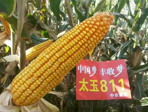 ̫��811-���׷N��-���S�r(n��ng)�I(y��)