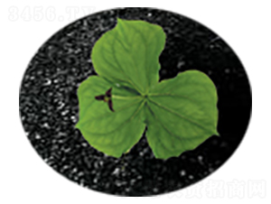 ��ֲ���-�Gɫ��@