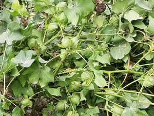 ���S��55̖�������55��-�޻��N��-���S�r(n��ng)�I(y��)