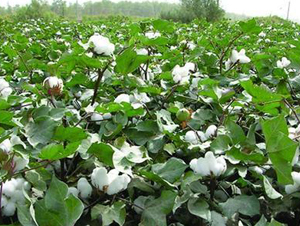 ���S��26̖�������26��-�޻��N��-���S�r(n��ng)�I(y��)