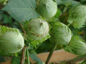 ���s��17̖-�޻��N��-���S�r(n��ng)�I(y��)