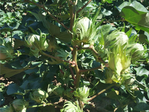 ʡ����2̖-�޻��N��-���S�r(n��ng)�I(y��)