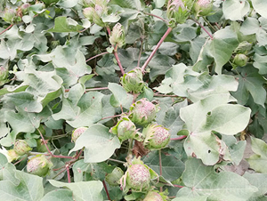 ���s��20̖(h��o)-�޻��N��-���S�r(n��ng)�I(y��)