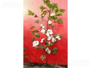 ��FZ001-�޻��N��-���S�r(n��ng)�I(y��)