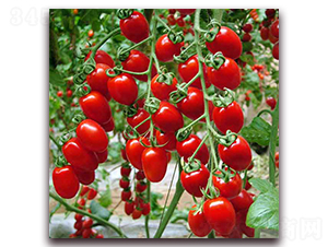 ���ҷ��ѷN��-�r(n��ng)֮��(r��n)