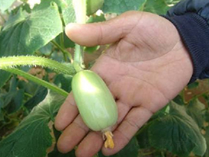 �M��Ĵָ�S��-�S�ϷN��-�r֮��