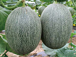 ����17-��ϷN��-�߶˷N�I(y��)