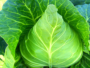 ���S009-���{(l��n)�N��-�н��N�I(y��)