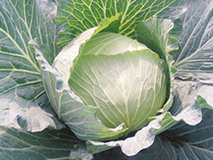 �K��40-���{(l��n)�N��-�н��N�I(y��)