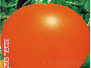 ����tƤ-��ϷN��-�߶˷N�I(y��)