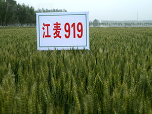 ����919-С���N��-�н��N�I(y��)