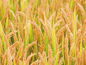 ���\(y��n)��21̖(h��o)-�����N��-�н��N�I(y��)