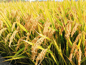 �(zh��n)Ŵ20̖(h��o)-�����N��-�н��N�I(y��)