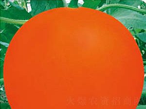 ����t-��ϷN��-�߶˷N�I(y��)