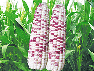 �K��Ŵ1502-Ŵ���׷N��-�н��N�I(y��)