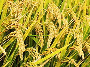 ����(y��u)��6̖(h��o)-�s�������N��-�н��N�I(y��)