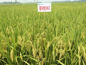 ��9��(y��u)063-�s���i���N��-�н��N�I(y��)