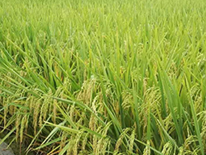 �Ƀ�(y��u)1103-�s���i���N��-�н��N�I(y��)