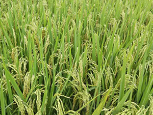 �Ƀ�(y��u)��895-�s���i���N��-�н��N�I(y��)