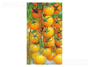 �S��һ̖(h��o)-С���ѷN��-�߶˷N�I(y��)