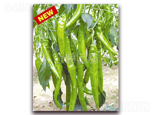 ������̖(h��o)-�����N��-�ƈD�N�I(y��)