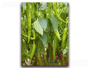 ������̖(h��o)-�����N��-�ƈD�N�I(y��)