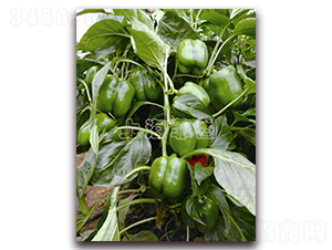 �G��-�𽷷N��-�ƈD�N�I(y��)