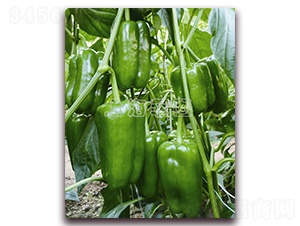 �L(zh��ng)����018-�𽷷N��-�ƈD�N�I(y��)