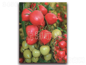 ����һ̖(h��o)-��ɫ���ѷN��-�ƈD�N�I(y��)