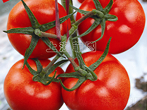 �t��446-��TY��t���ѷN��-�ƈD�N�I(y��)