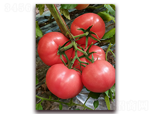 �����쌚��2866��-��TY�۹����ѷN��-�ƈD�N�I(y��)