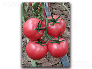 ����2666-��TY�۹����ѷN��-�ƈD�N�I(y��)