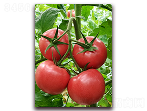 ����1766-��TY�۹����ѷN��-�ƈD�N�I(y��)