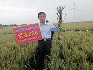 ���S�N�I(y��)���r(n��ng)988С���N��