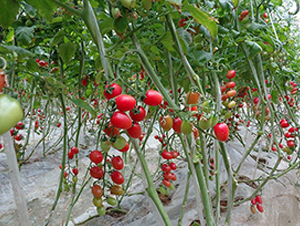 �ۋ�-ʥŮ���N��-���̰��N�I(y��)