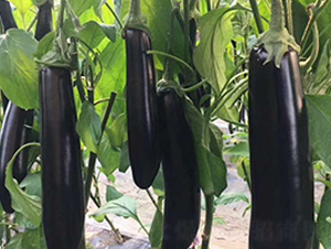 �������Gʂ�L��-���ӷN��-�A�~�N�I(y��)