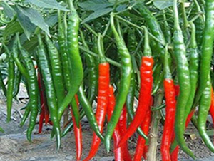 ����һ̖(h��o)����-�����N��-�A�~�N�I(y��)