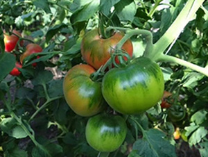 ��ݮ����-���ѷN��-�A�~�N�I(y��)