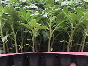 ����С����-���ѷN��-�A�~�N�I(y��)