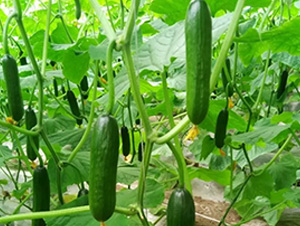 �o(w��)��ˮ��С�S��-�S�ϷN��-�A�~�N�I(y��)