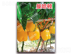 �����D-�𽷷N��-�ϰľG��