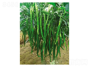 ���L(zh��ng)����l-�����N��-Ӣ���m��