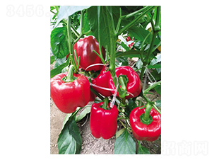 ������̖(h��o)-�����N��-Ӣ���m��