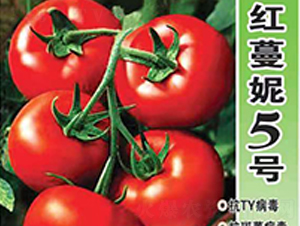 �t����5̖(h��o)-���t���N��-Ӣ���m��