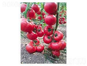 ���mӲ��-���t���N��-Ӣ���m��