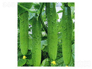 �S�ϷN��-Ӣ���m��