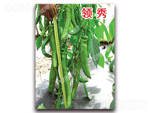 �I(l��ng)��-�⽷�N��-�ϰľG��