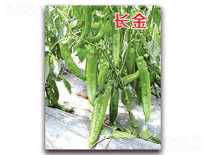 �L(zh��ng)��-�⽷�N��-�ϰľG��