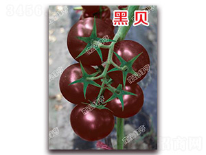 ��ؐ-��ɫ���ѷN��-�ϰľG��